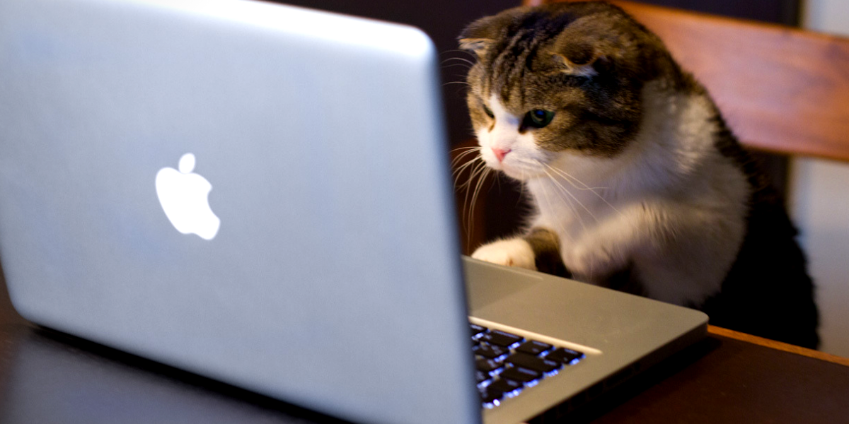 Cat Using Apple Laptop